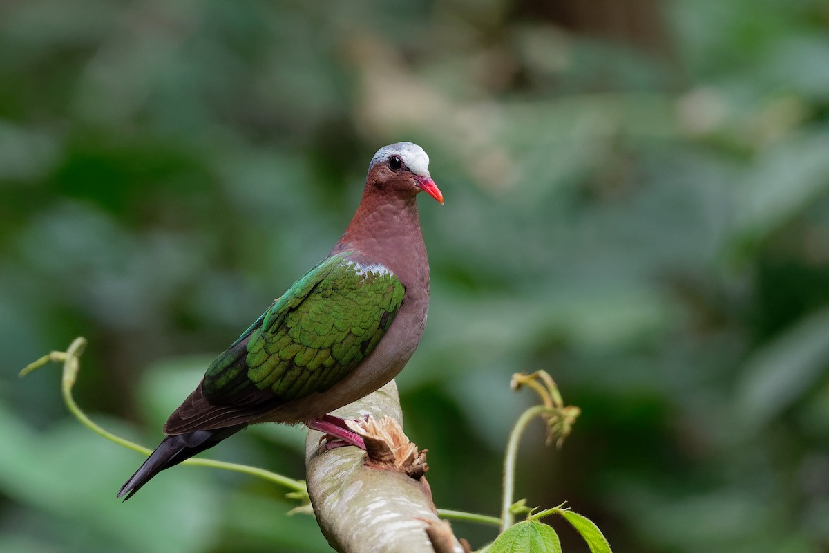 Palomita Esmeralda Cabecigrís - ML181825311