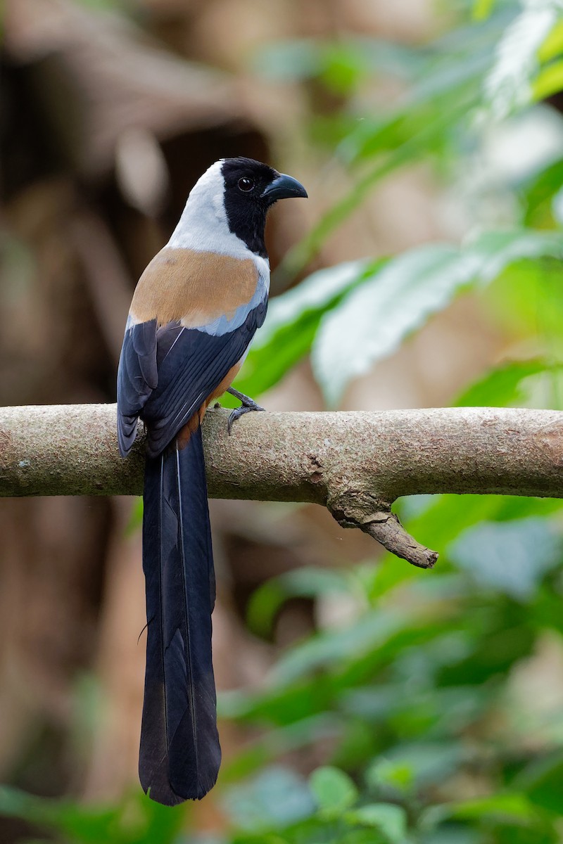 Collared Treepie - Vincent Wang