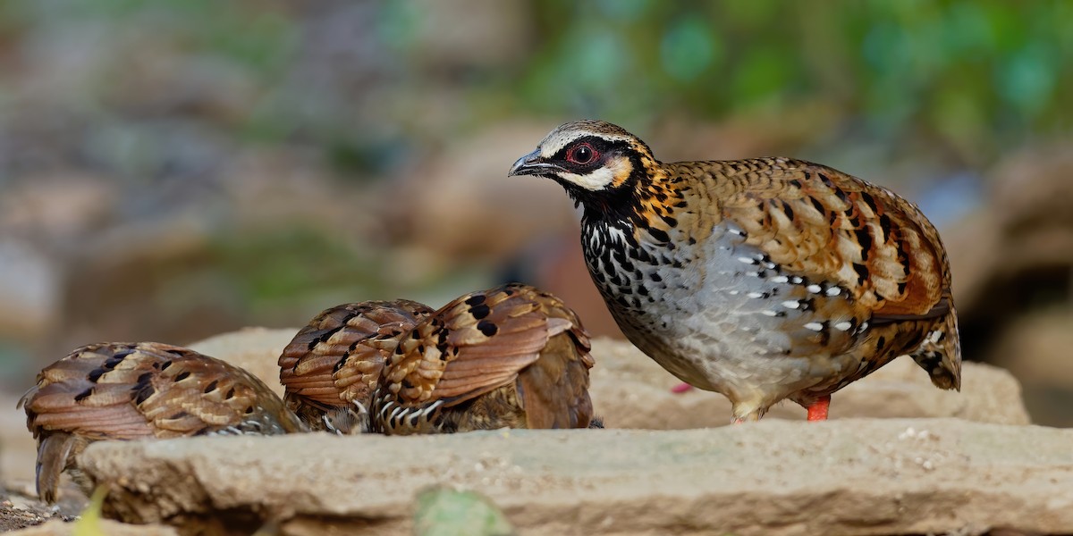 White-cheeked Partridge - Vincent Wang