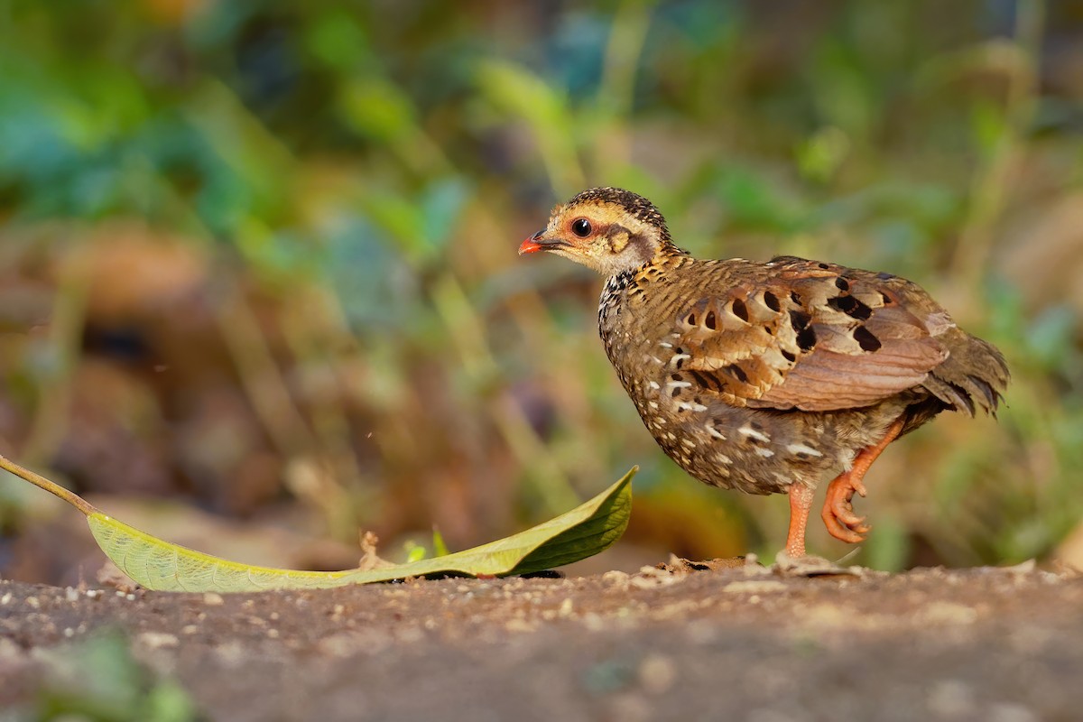 White-cheeked Partridge - Vincent Wang