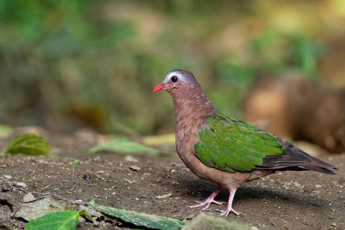 holub zelenokřídlý - ML181828111