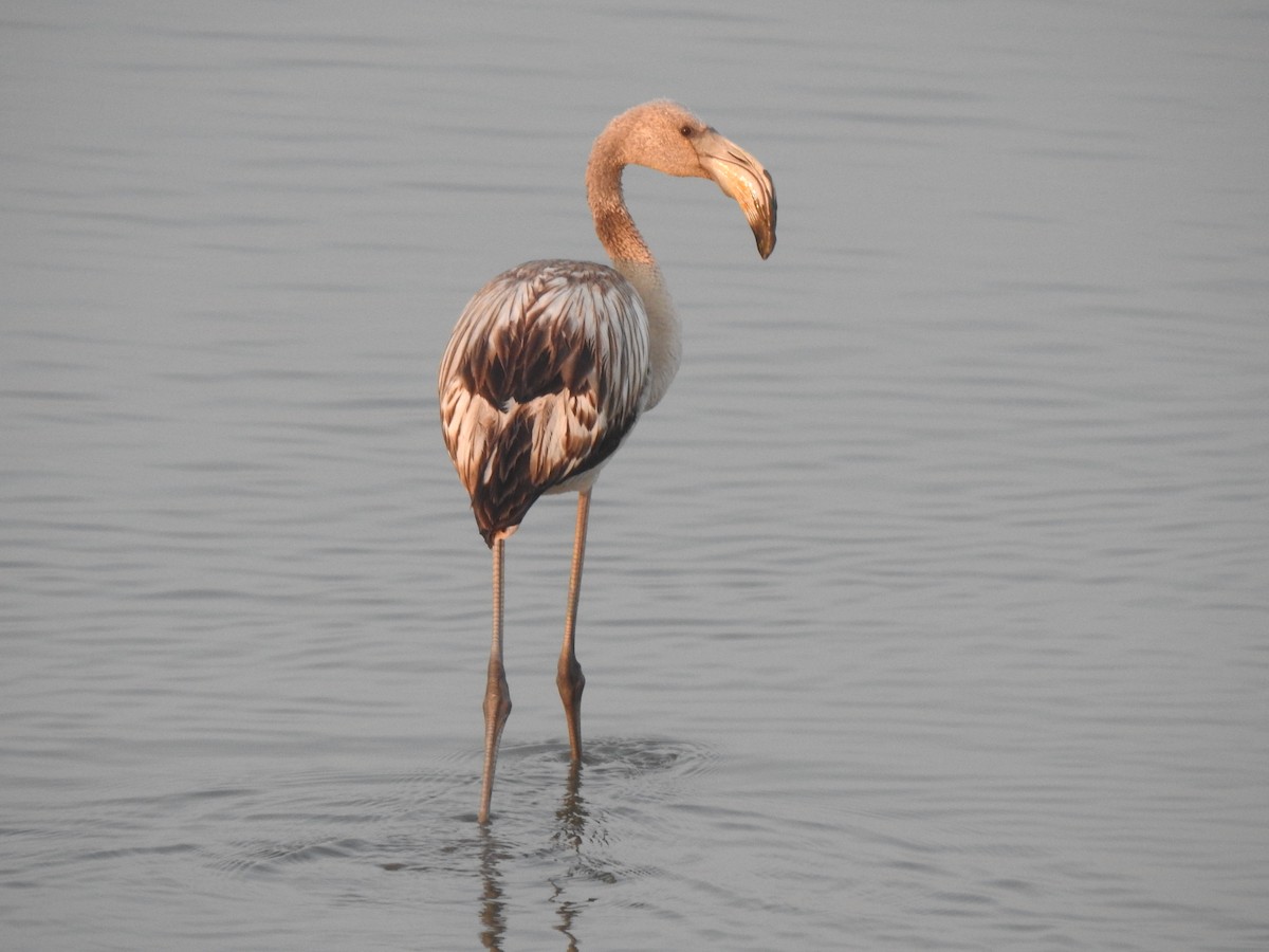 Flamant rose - ML181828991