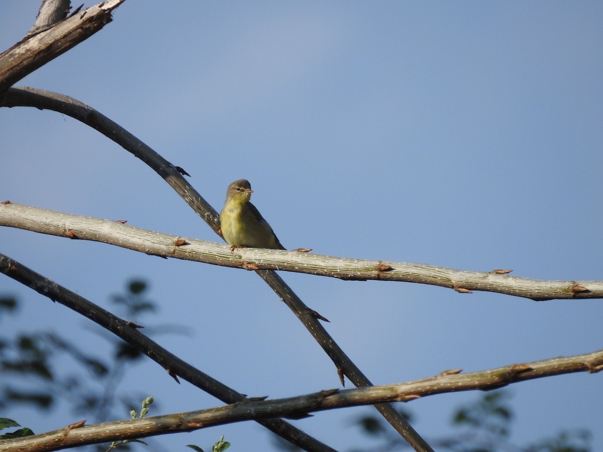 Willow Warbler - ML181829501