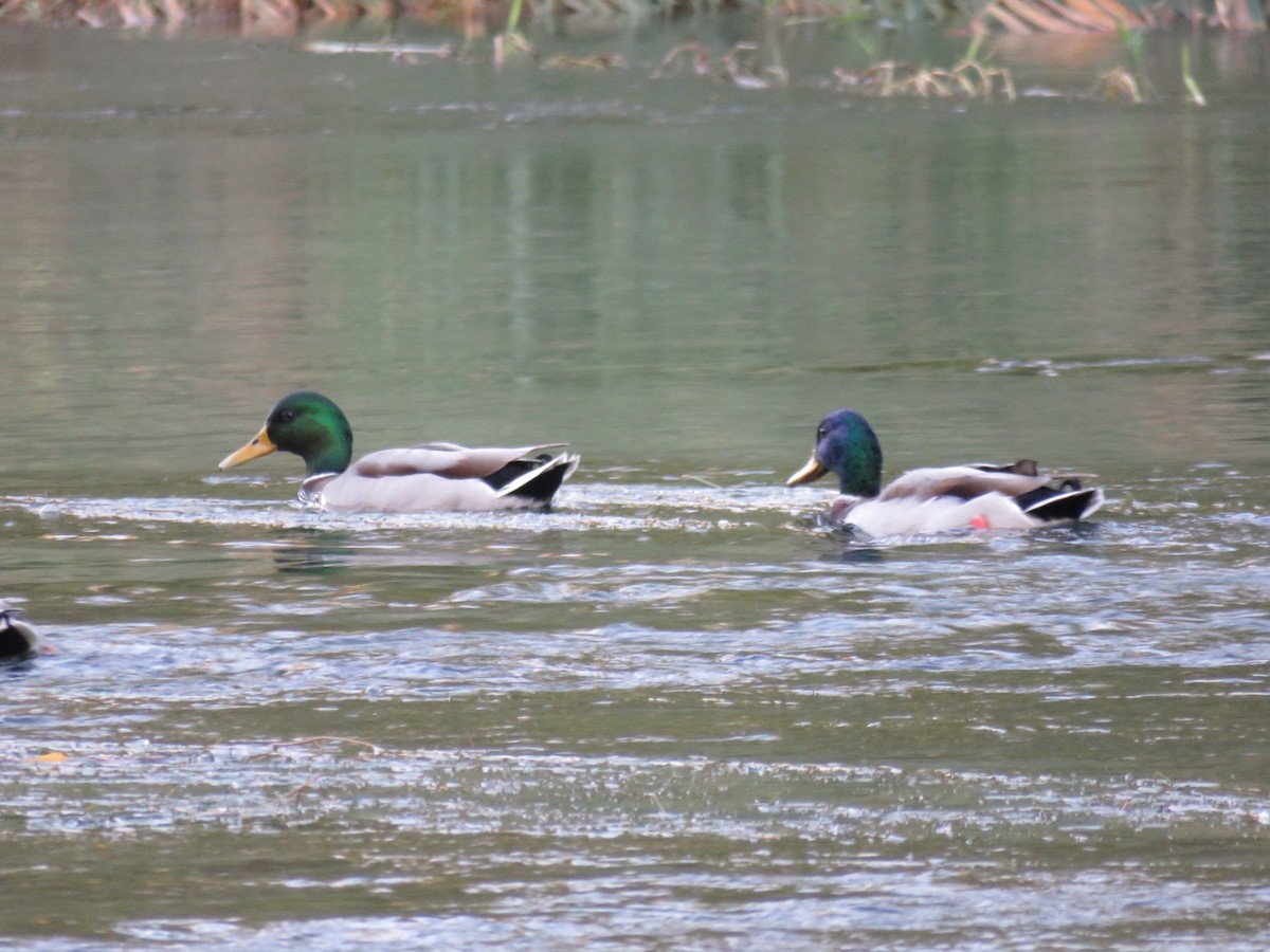 Canard colvert - ML181831551