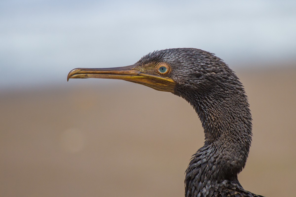 Socotra Cormorant - ML181833891