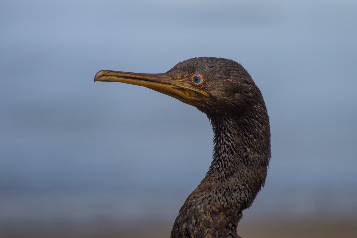 Socotra Cormorant - ML181833981