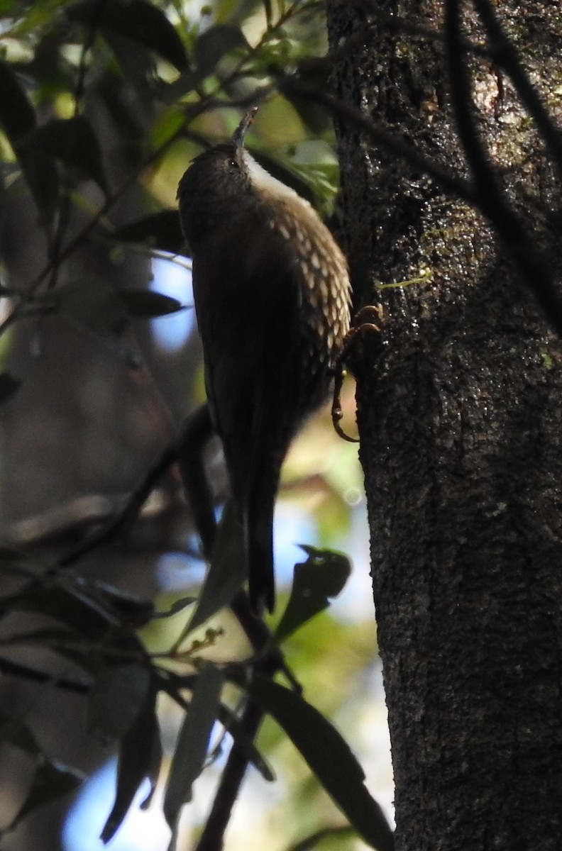 White-throated Treecreeper (White-throated) - Andrejs Medenis