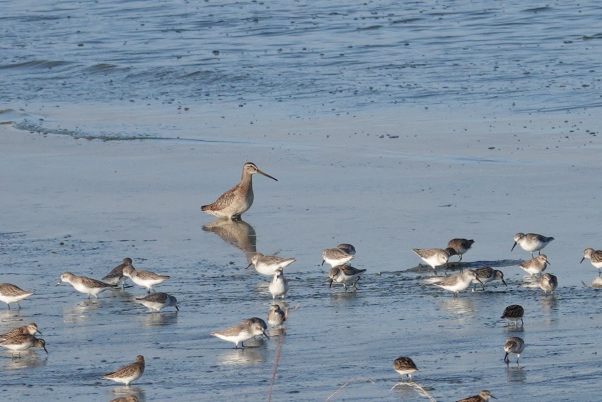 Western Sandpiper - ML181838911