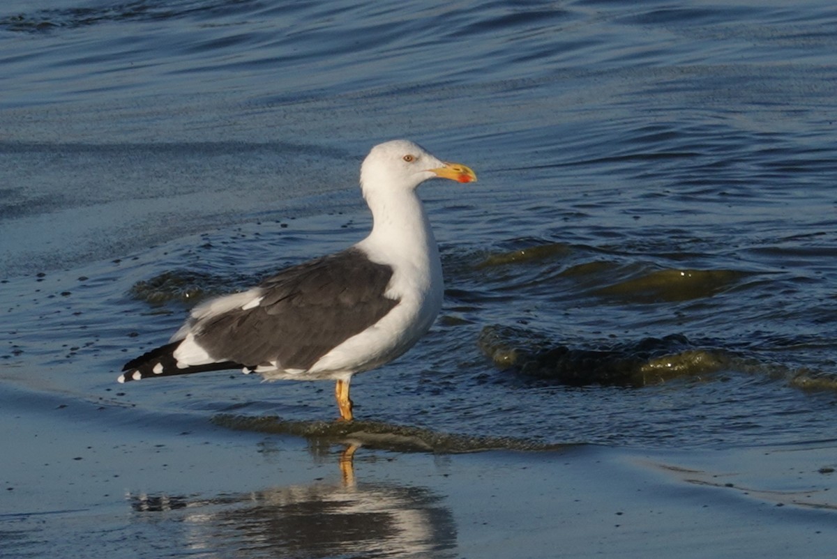 Yellow-footed Gull - ML181839381