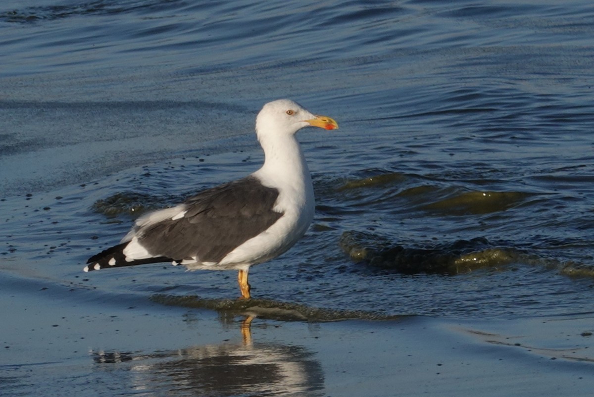 Gaviota de Cortés - ML181839381