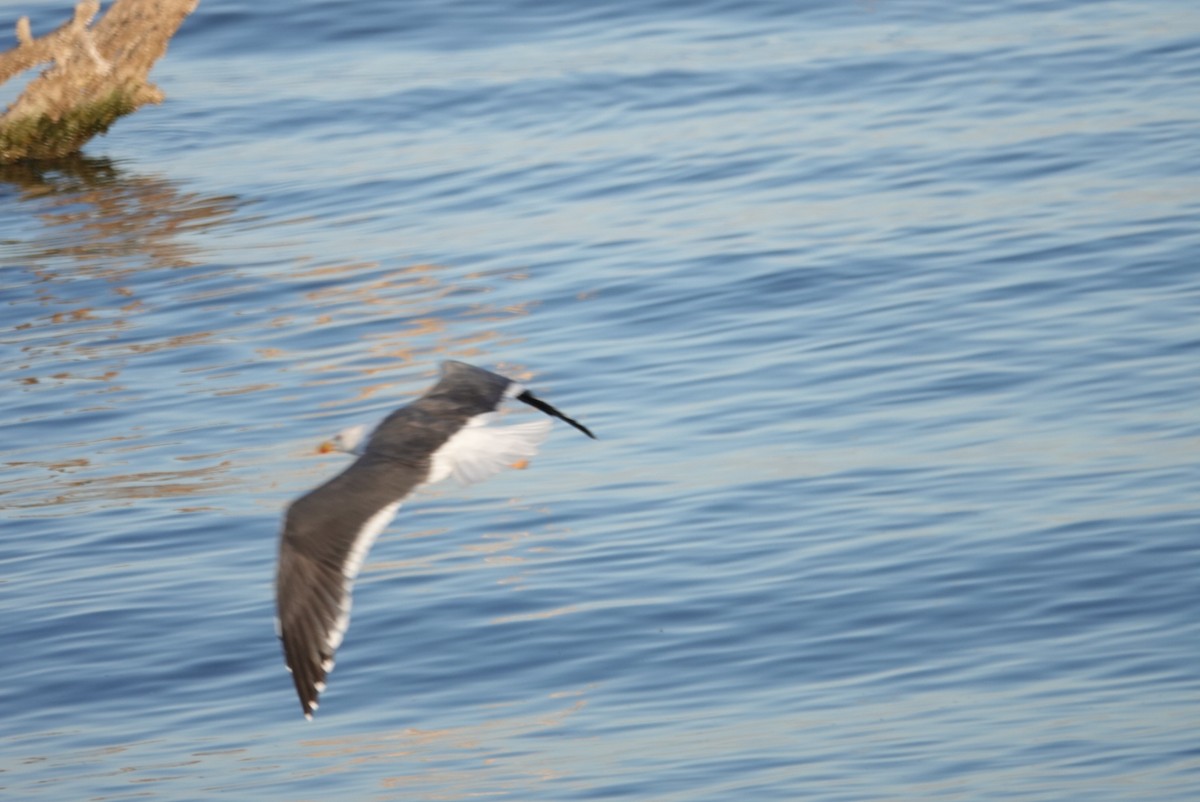 Yellow-footed Gull - ML181839621