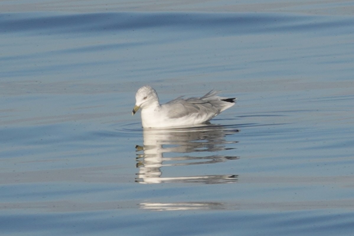 Ring-billed Gull - ML181840041