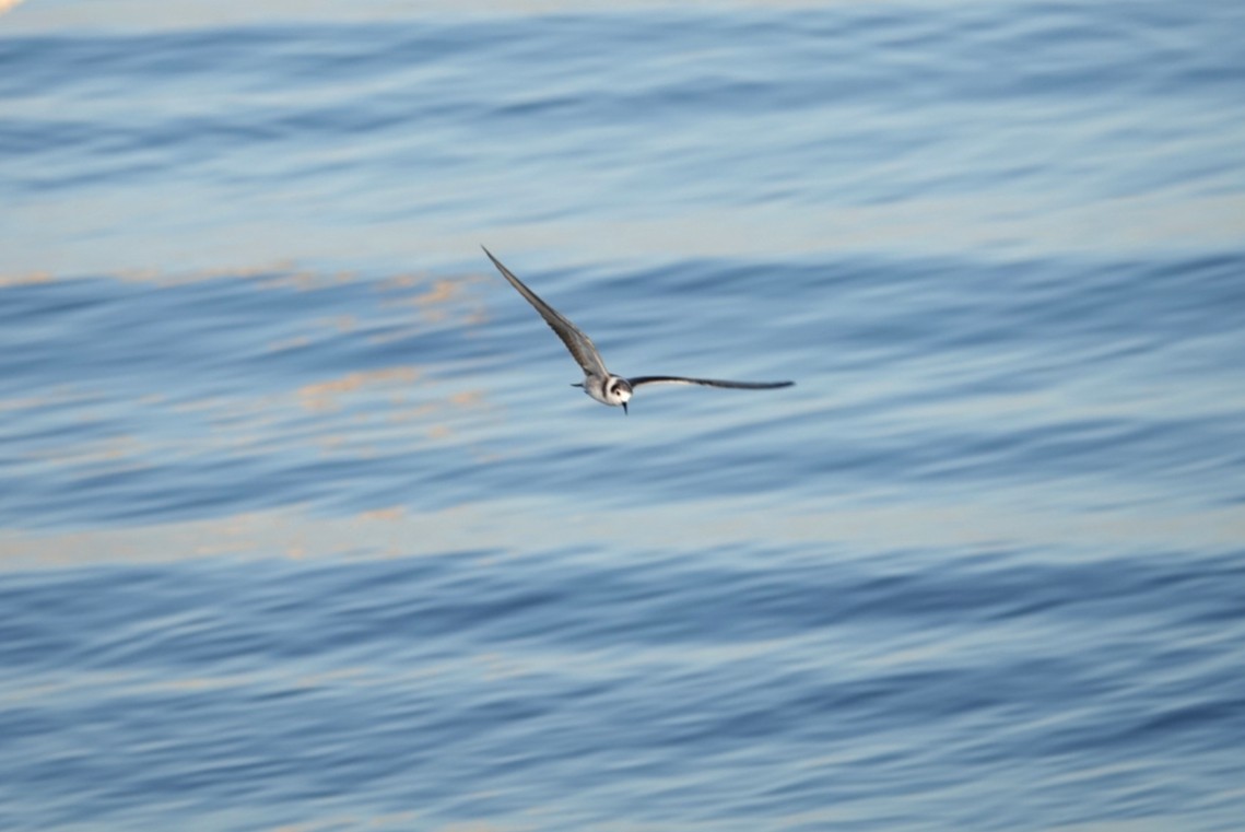 Black Tern - deborah grimes