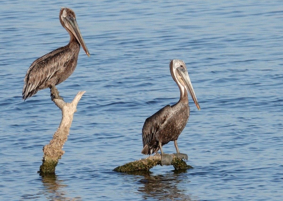 Brown Pelican - ML181840501