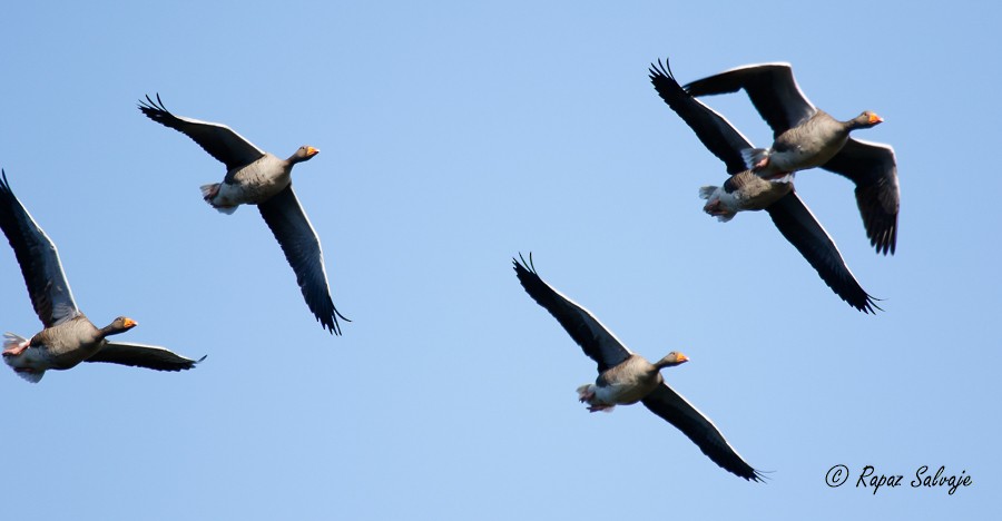 Graylag Goose - ML181841351