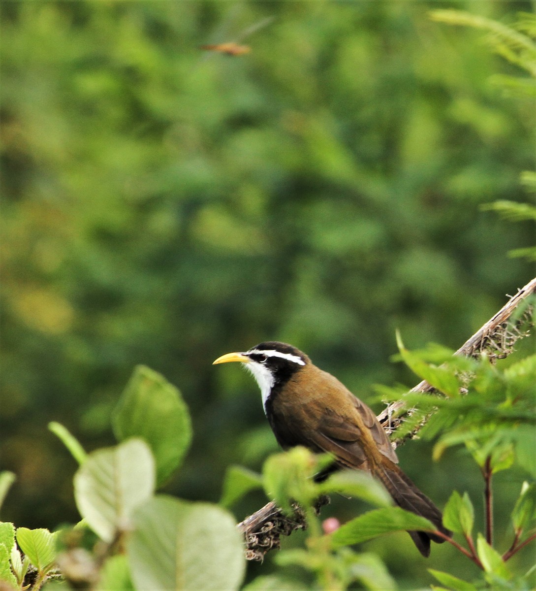 Indian Scimitar-Babbler - ML181841501