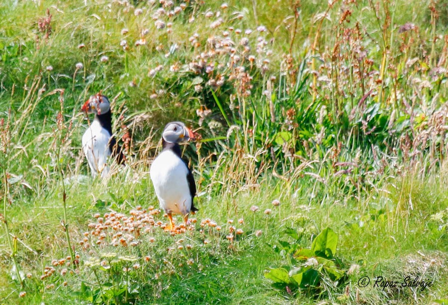 Atlantic Puffin - ML181841681