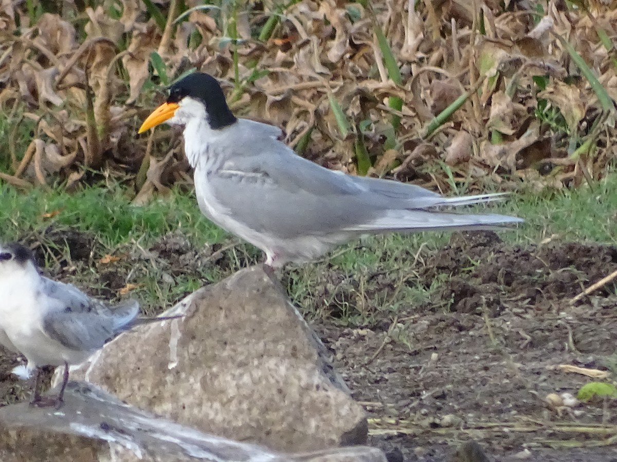 River Tern - Rujuta Vinod