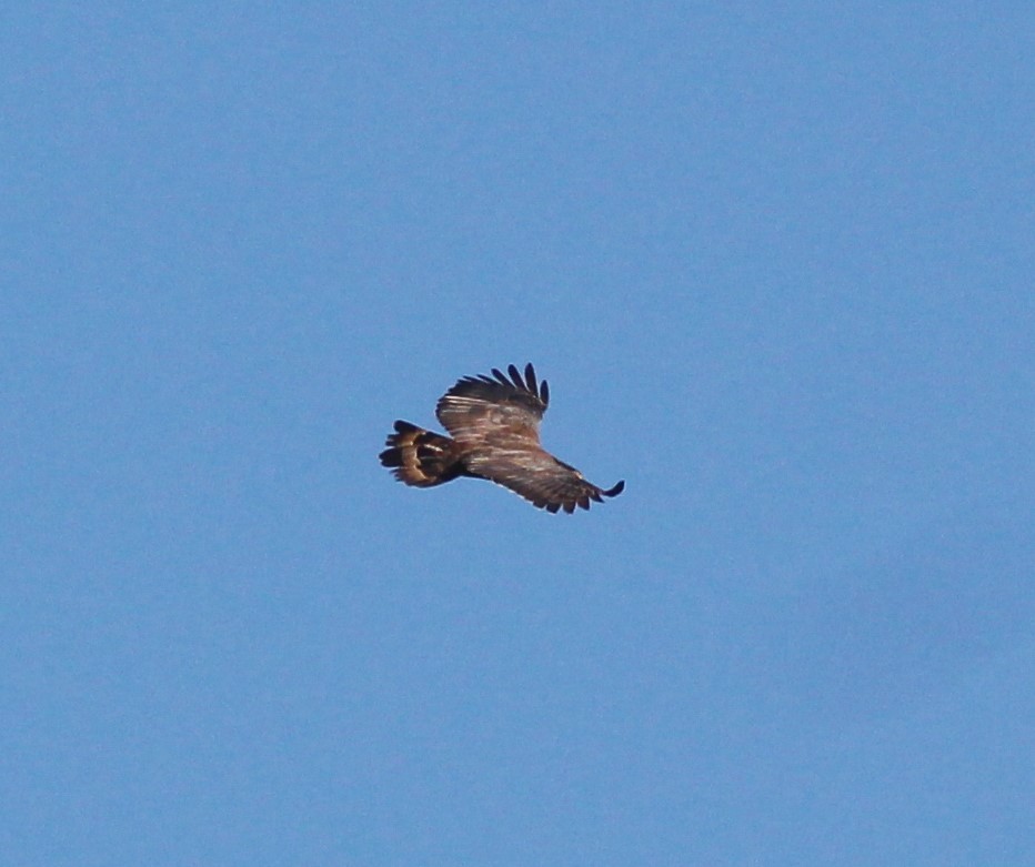 Crested Serpent-Eagle - ML181843161