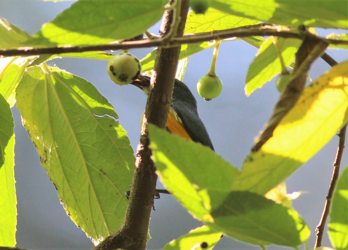 Orange-bellied Flowerpecker - ML181843401