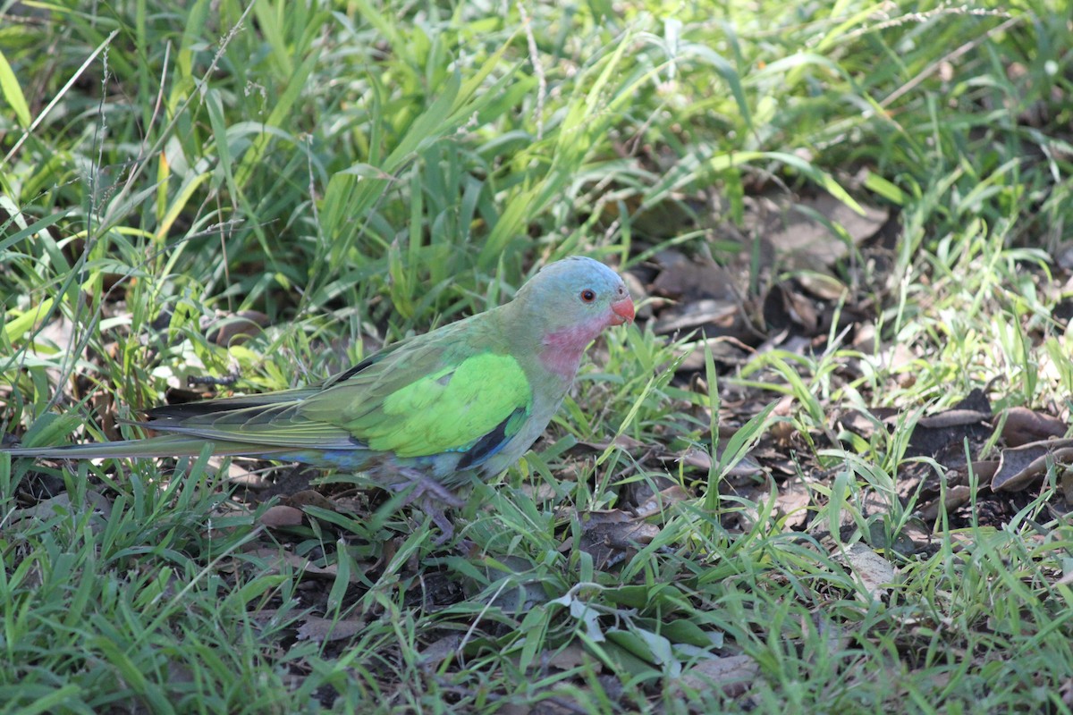 Розовогорлый попугай - ML181843721