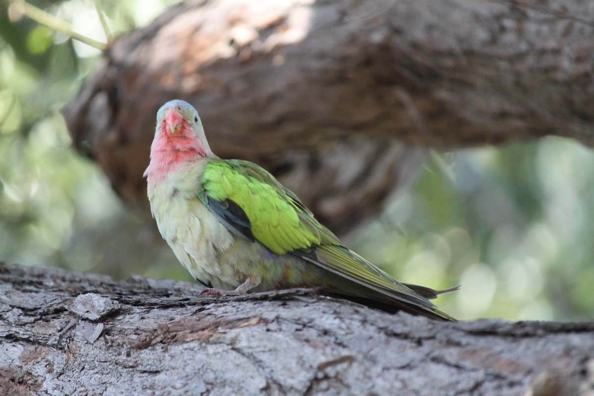 Розовогорлый попугай - ML181843731