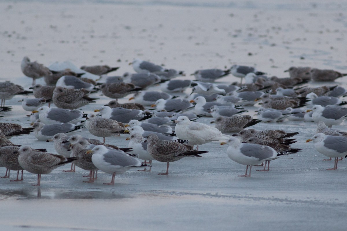 Glaucous Gull - ML181843791