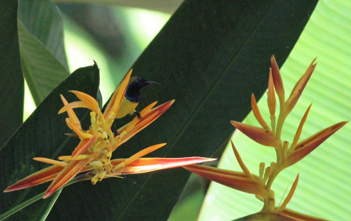 Ornate Sunbird - ML181844311