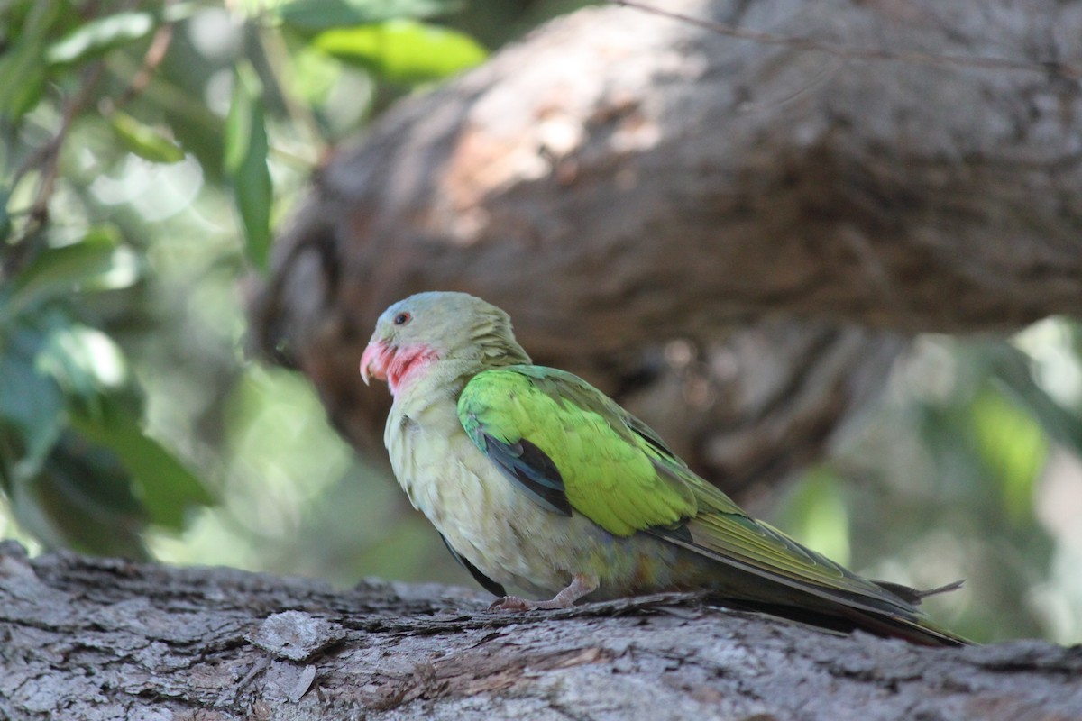 Розовогорлый попугай - ML181844361