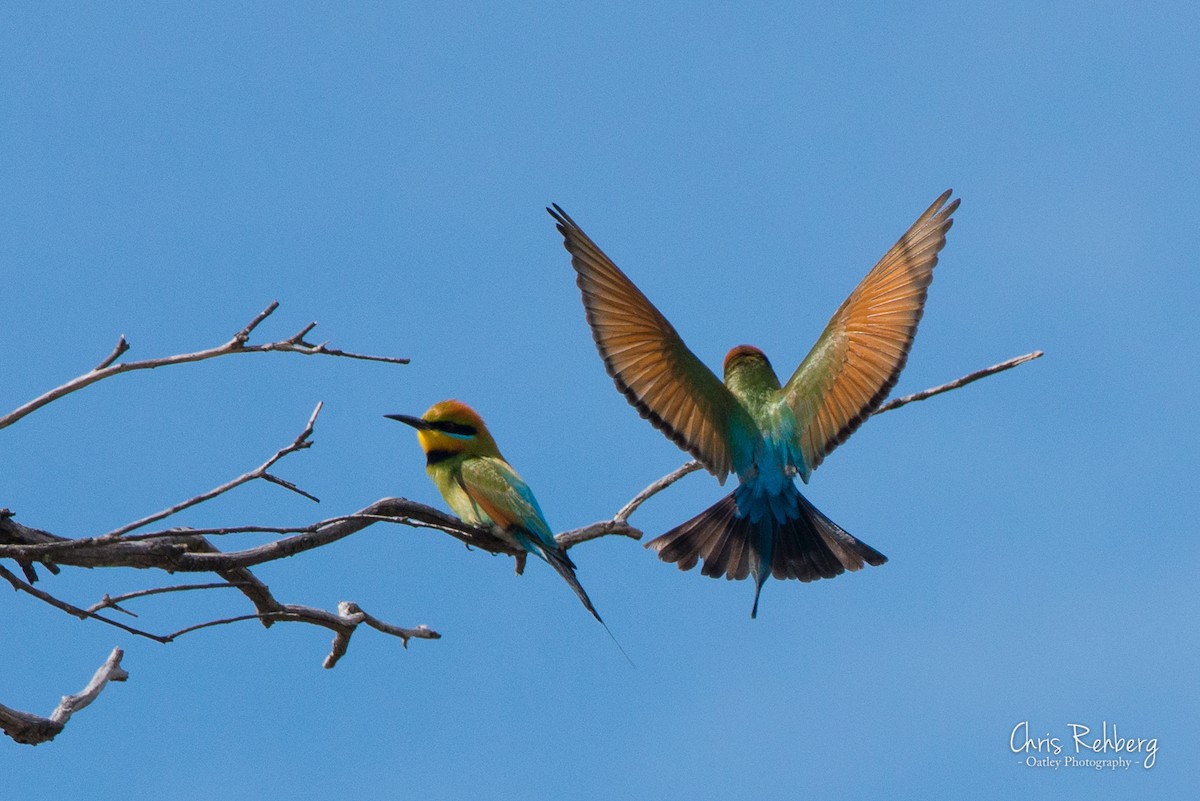 Rainbow Bee-eater - ML181845711