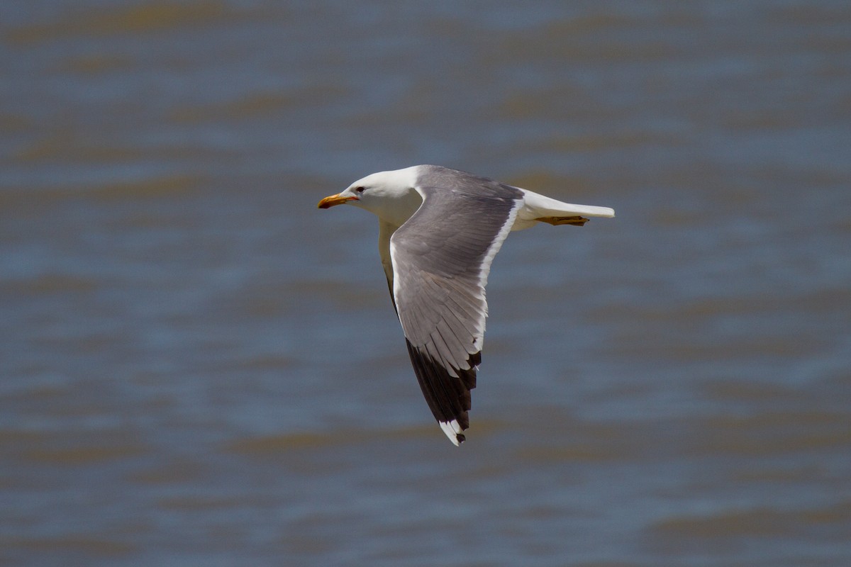 Gaviota Californiana - ML181847631