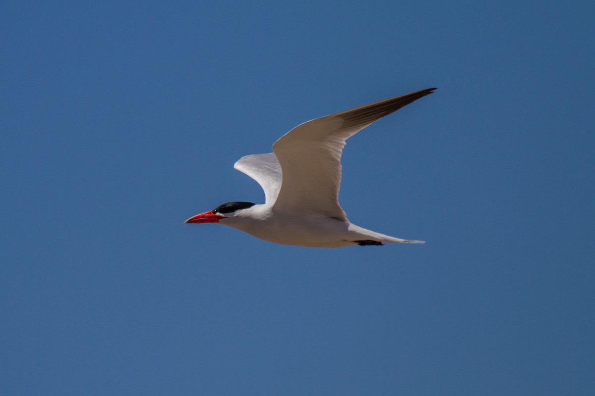 Caspian Tern - ML181847791