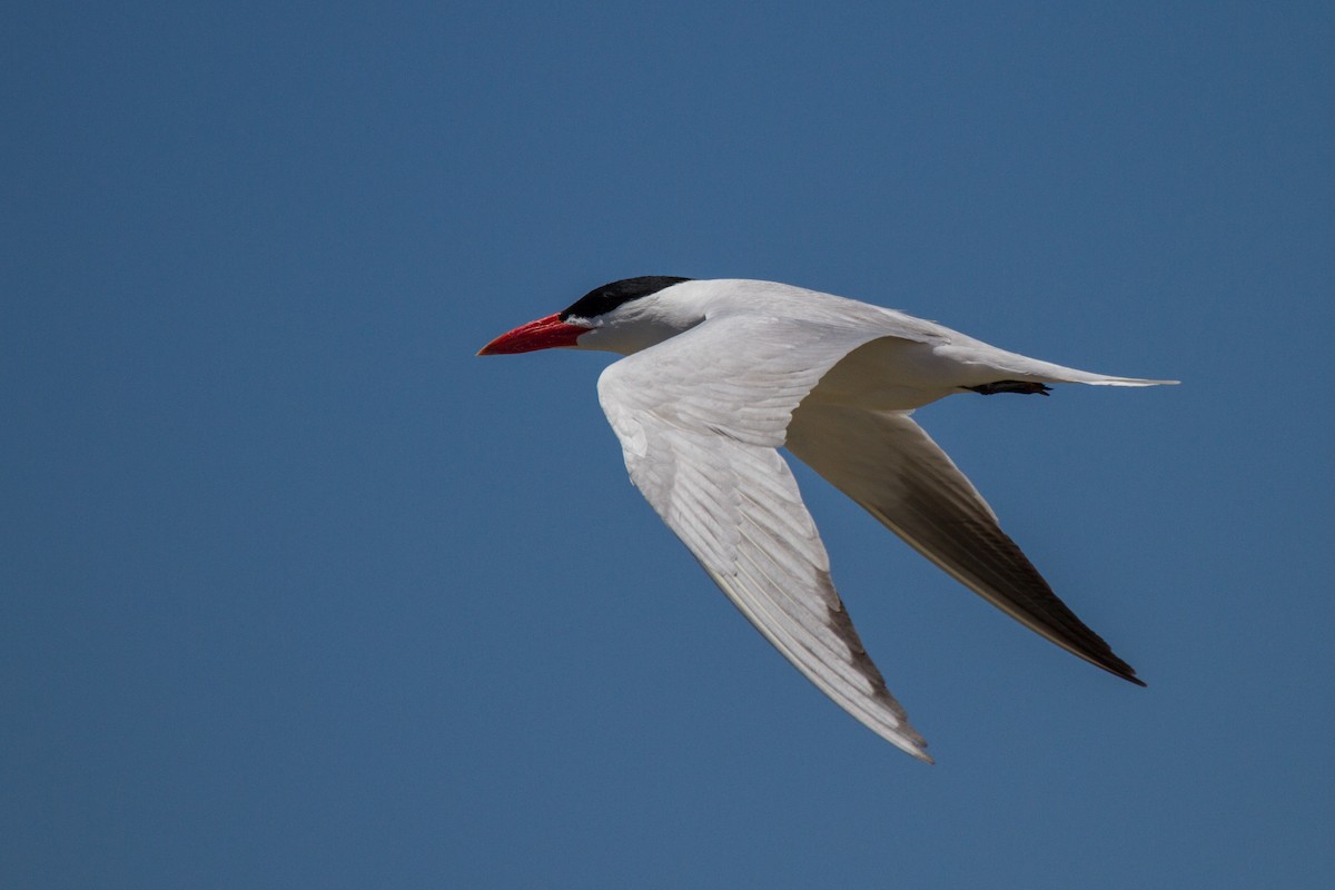 Caspian Tern - ML181847841