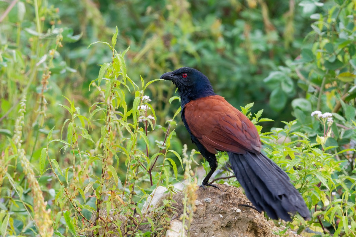 Greater Coucal - ML181849251