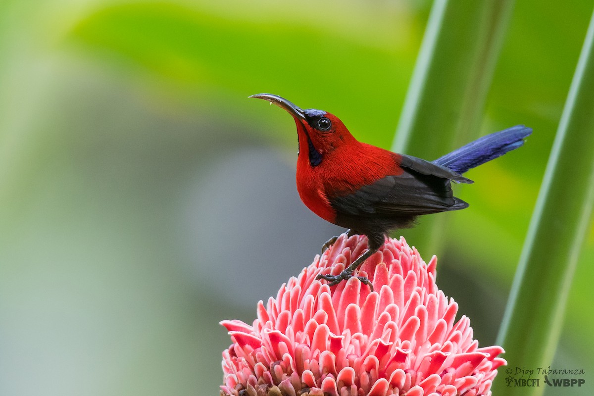 Magnificent Sunbird - Djop Tabaranza