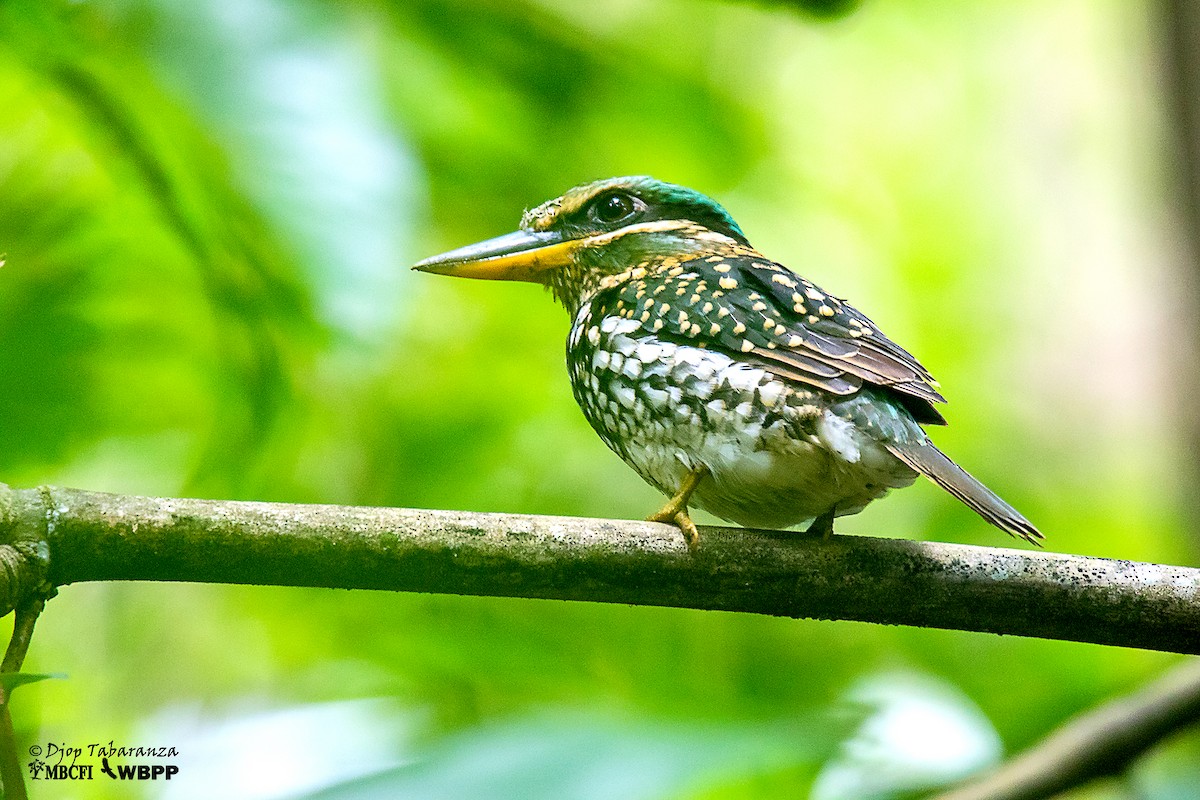 Spotted Kingfisher - ML181850121