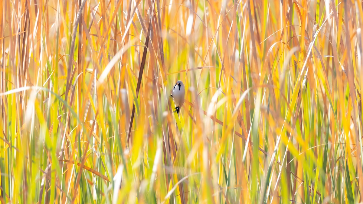 Bearded Reedling - ML181850631