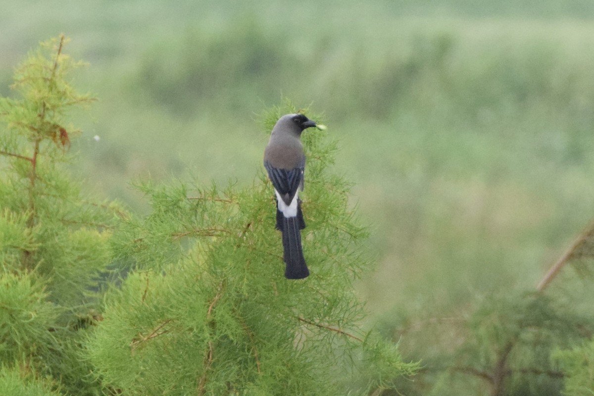 Gray Treepie - ML181850851