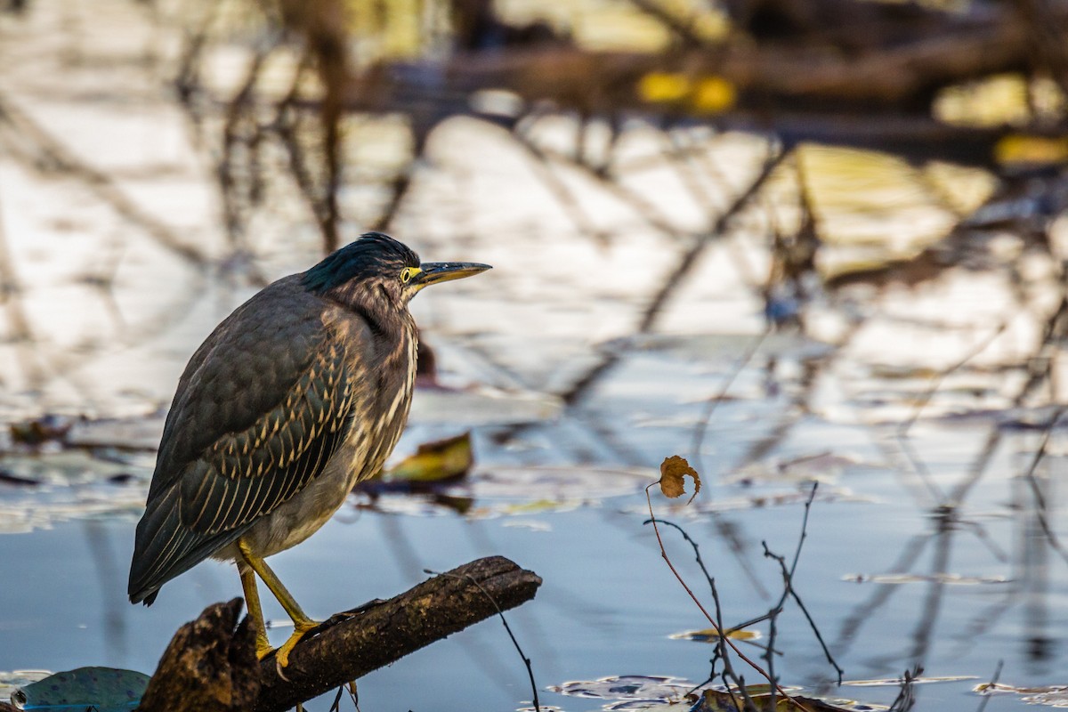 Green Heron - ML181851051