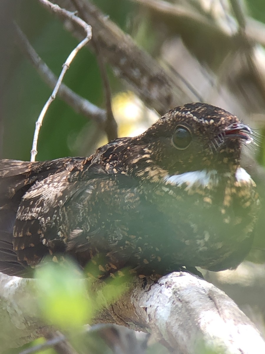 Blackish Nightjar - Brooke Smith