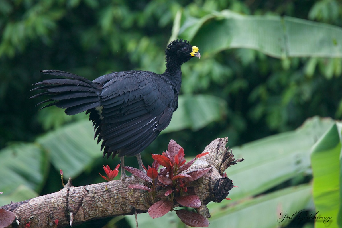 Great Curassow - Detcheverry Joël