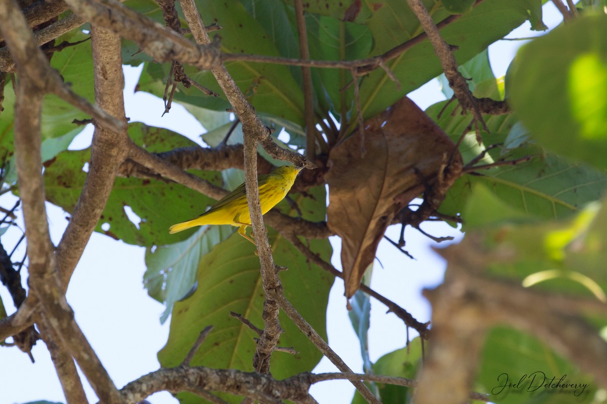 Yellow Warbler - Detcheverry Joël