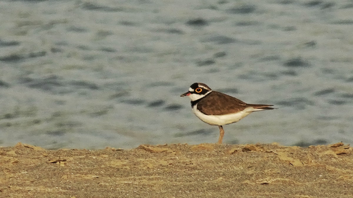 Little Ringed Plover - Kim Cancino