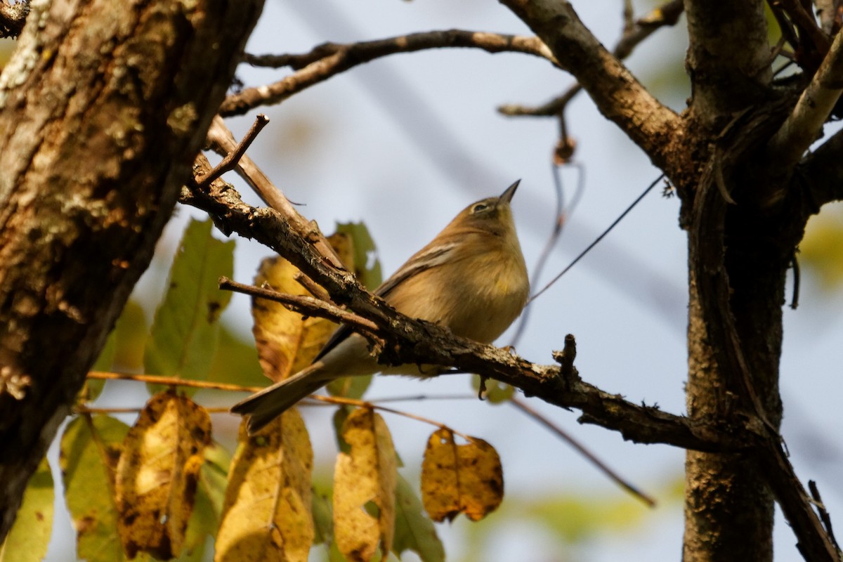 Pine Warbler - ML181855131