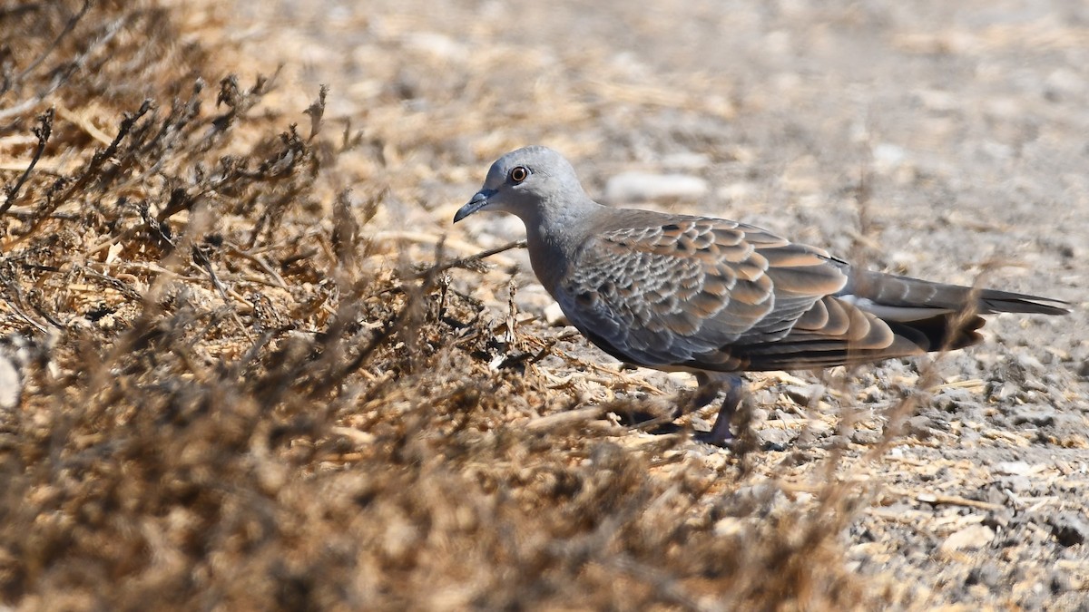 European Turtle-Dove - ML181855921