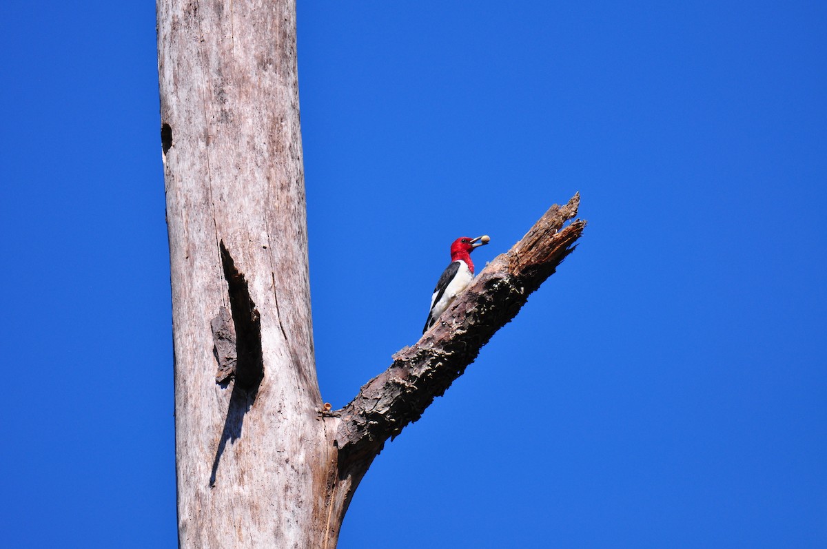 Red-bellied Woodpecker - Jim Ross