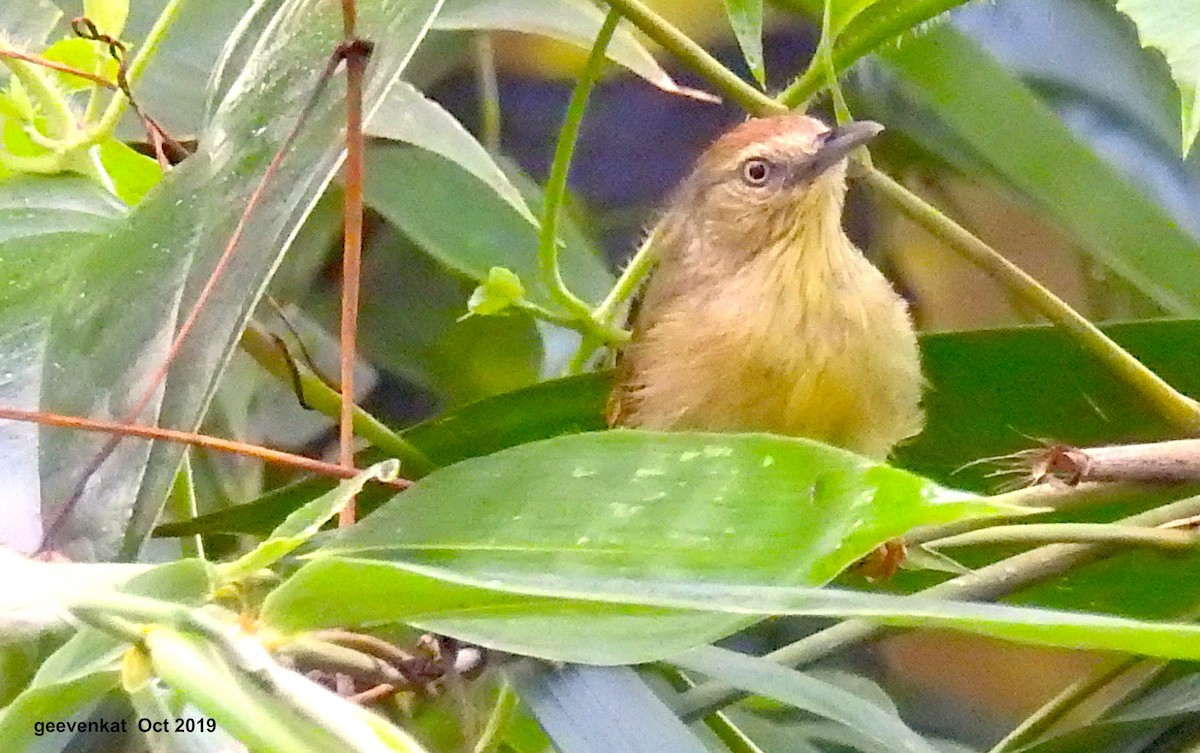 Pin-striped Tit-Babbler - ML181856611