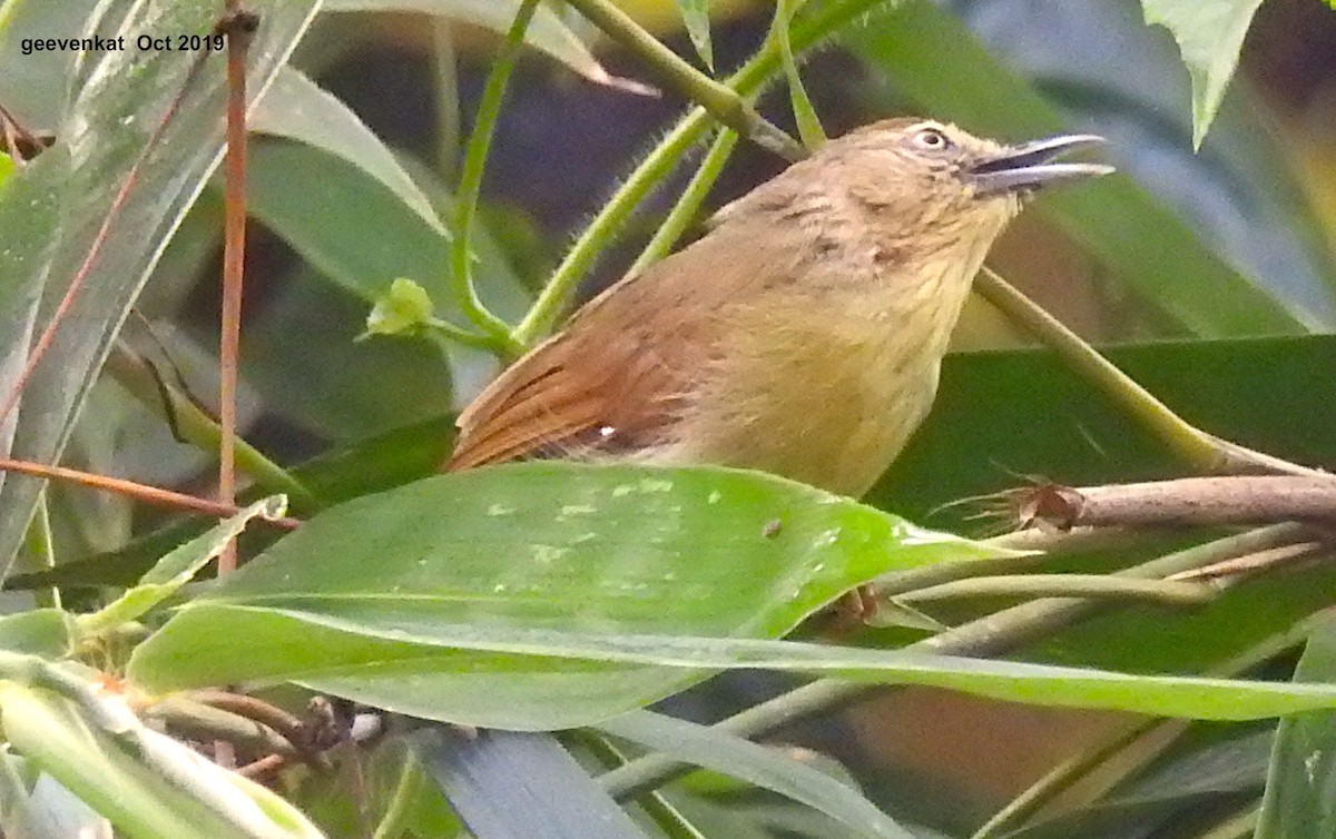 Pin-striped Tit-Babbler - ML181856621