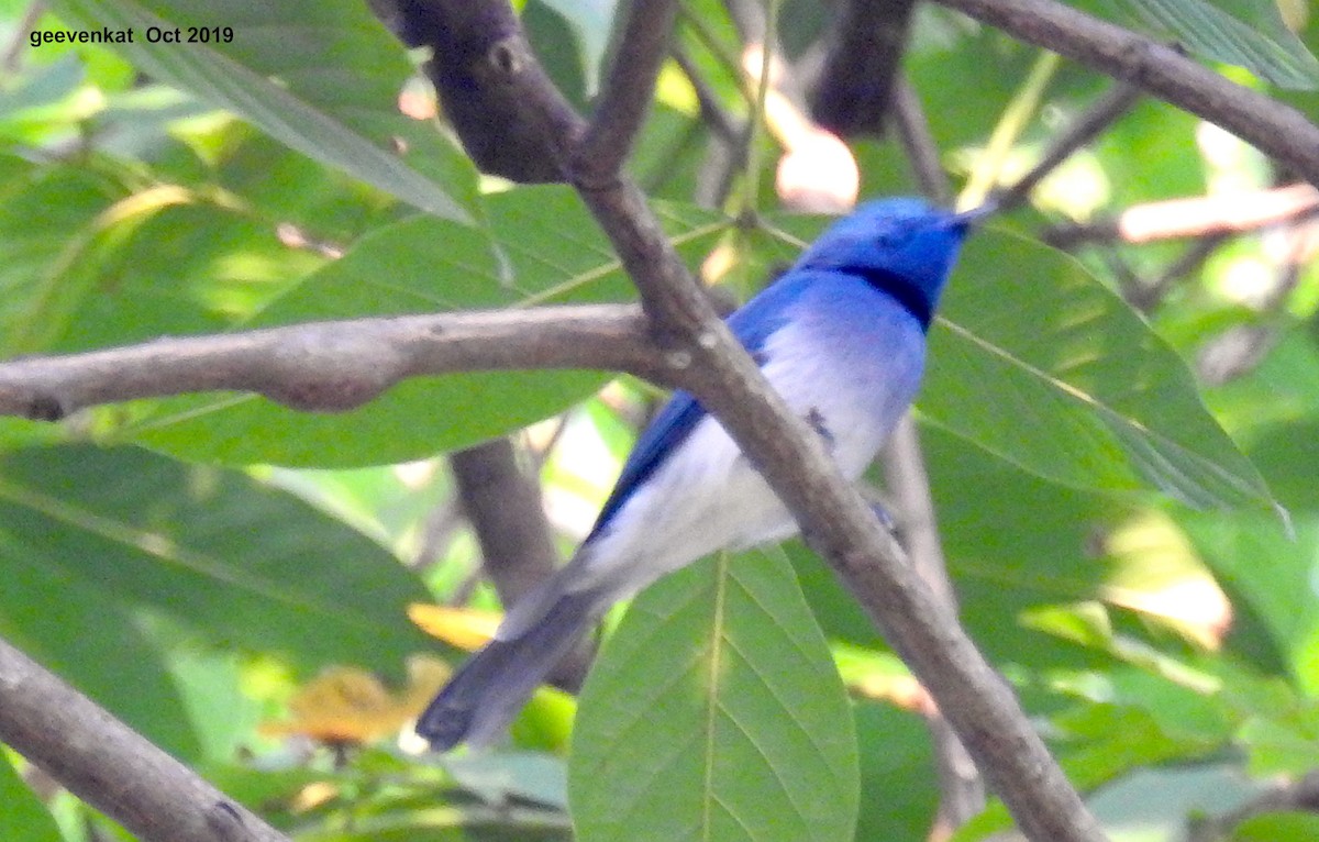 Black-naped Monarch - ML181856661