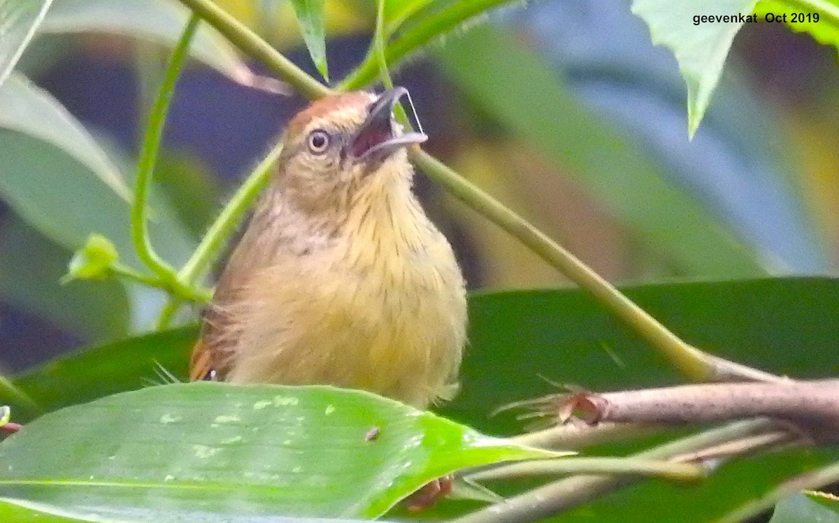 Pin-striped Tit-Babbler - ML181856701